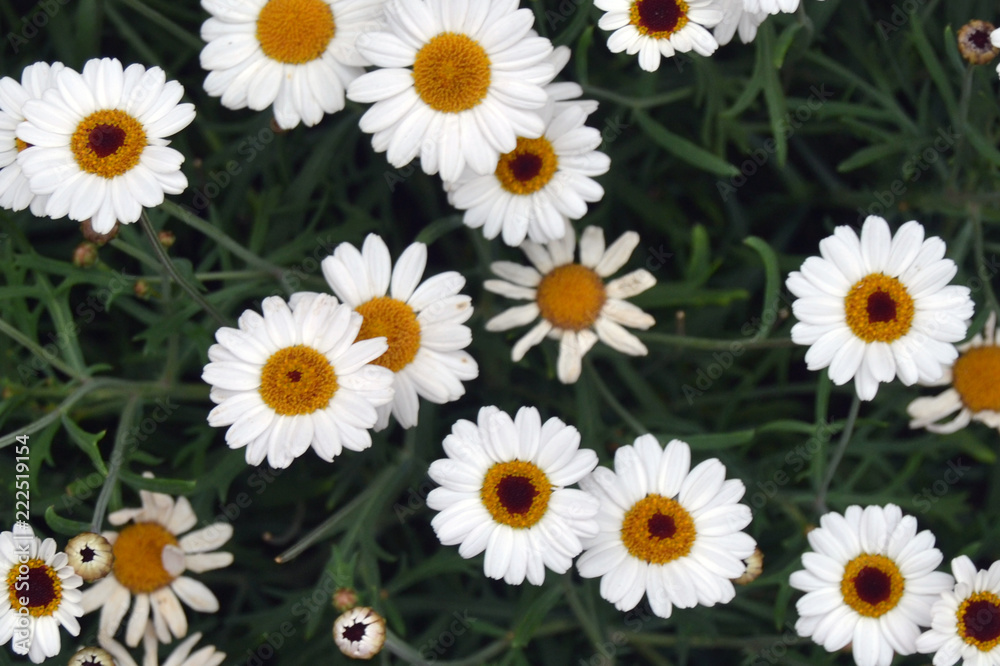 Obraz premium daisy flowers background.