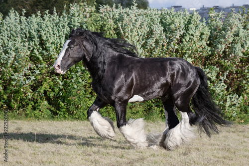 Black tinker horse running gallop on the field