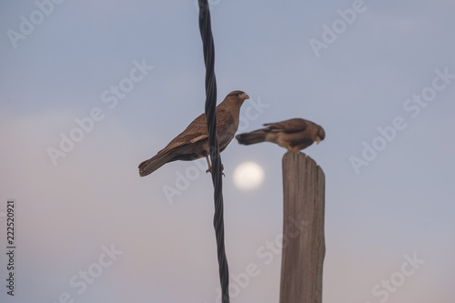 Chimango Caracaras (Milvago shimango) perched with moon in the backgrouond photo