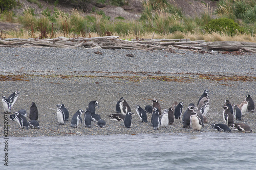 Maguellanic penguins (Spheriscus maguellanicus) at the Martillo Island penguine colony in Tierra del Fuego, Argentina.