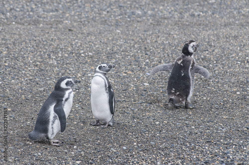 Fototapeta premium Maguellanic penguins (Spheriscus maguellanicus) at the Martillo Island penguine colony in Tierra del Fuego, Argentina.