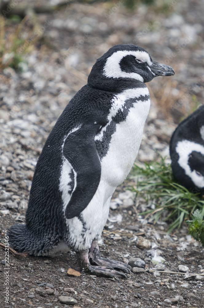 Fototapeta premium Maguellanic penguins (Spheriscus maguellanicus) at the Martillo Island penguine colony in Tierra del Fuego, Argentina.