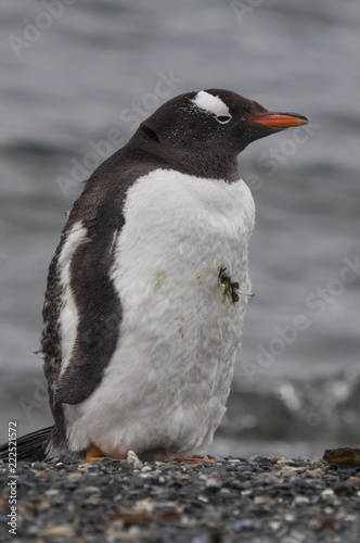 Gentoo penguin (Pygoscelis papua) at the Martillo Island penguin colony, Tierra del Fuego, Argentina.
