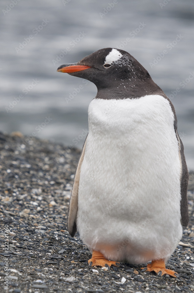 Naklejka premium Gentoo penguin (Pygoscelis papua) at the Martillo Island penguin colony, Tierra del Fuego, Argentina.