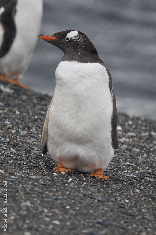 Obraz premium Gentoo penguin (Pygoscelis papua) at the Martillo Island penguin colony, Tierra del Fuego, Argentina.