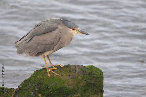 Black-crowned Night-heron (Nycticorax nycticorax) in the Beagle Channel coast