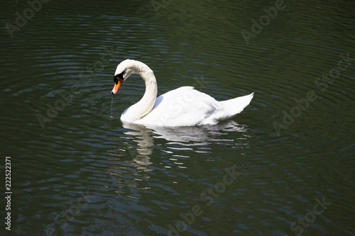 Fototapeta Naklejka Na Ścianę i Meble -  A white swan swimming in a pond