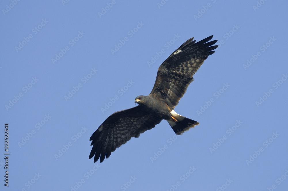 Naklejka premium Snail kite (Rostrhamus sociabilis) in flight