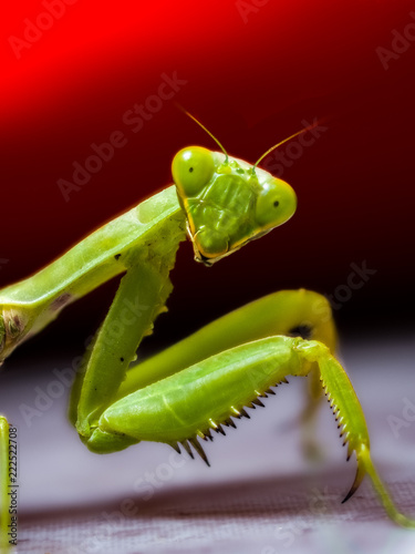 Canvas Print Praying Mantis