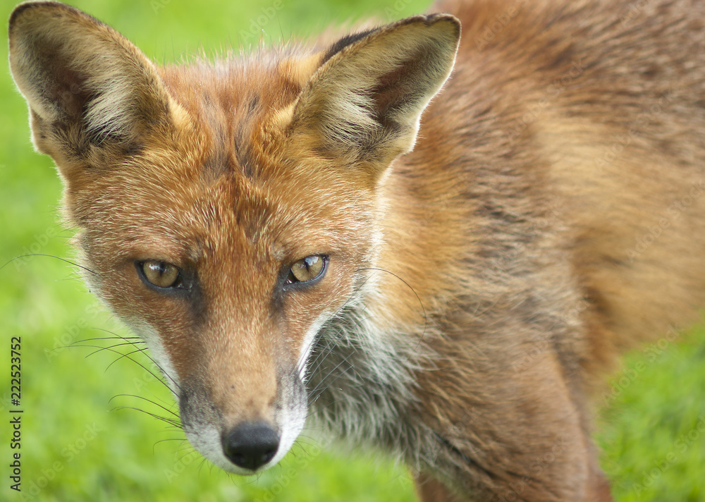 Fox Face With Yellow Slit Eyes Furry Ears And Pointy Nose Foto De Stock fox-face-with-yellow-slit-eyes-furry-ears-and-pointy-nose-foto-de-stock