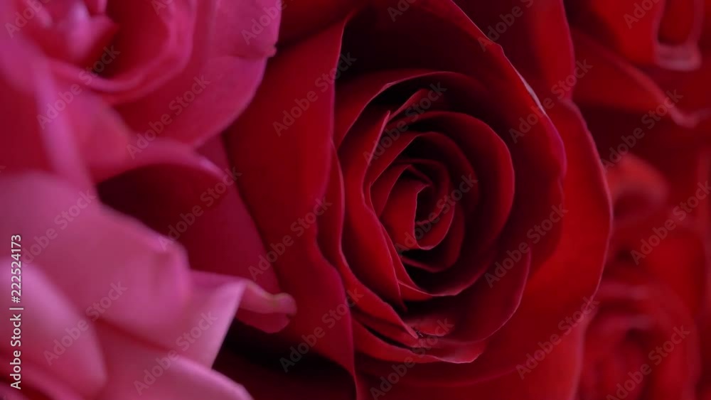 close-up red rose flower close-up red rose flower