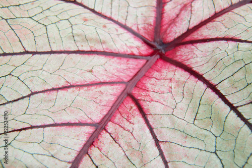Red viens of leaf 