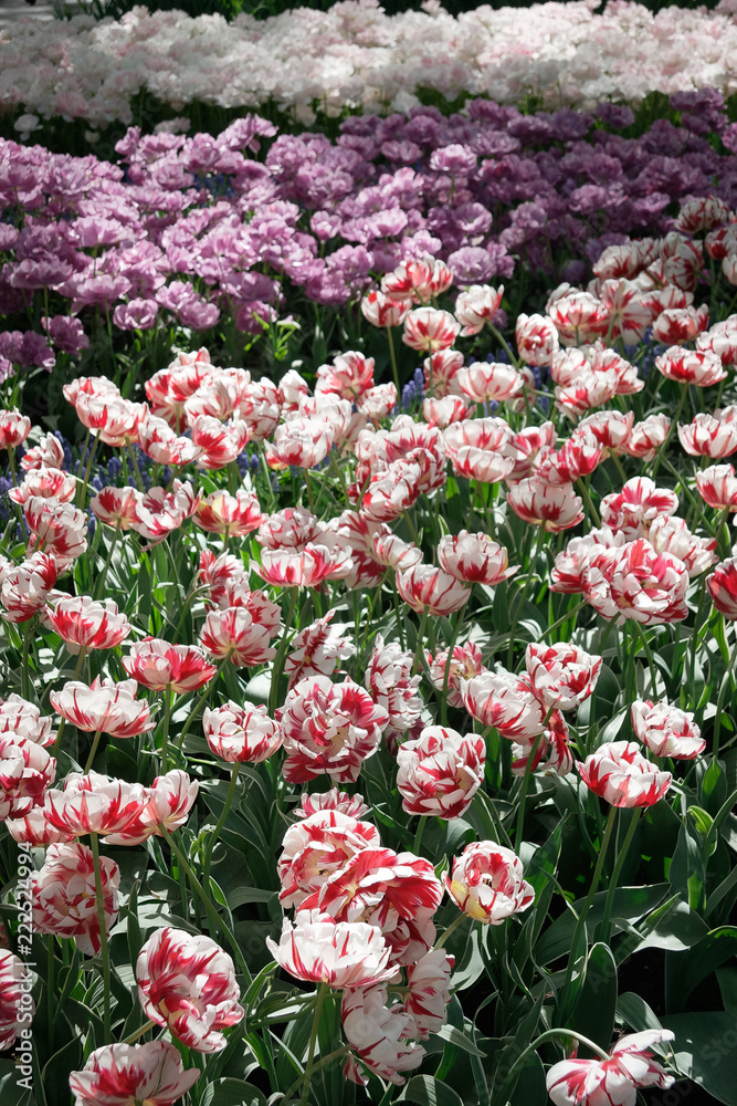 Colorful flowers in 'Keukenhof' - Lisse, The Netherlands Colorful flowers in 'Keukenhof' - Lisse, The Netherlands