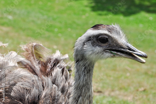 ostrich portrait