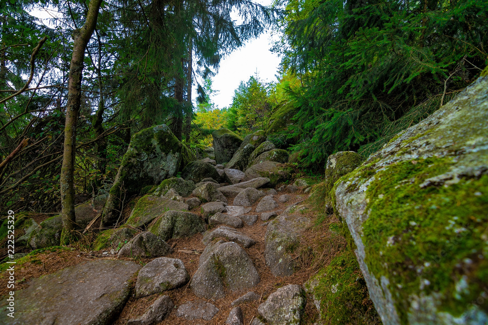 The stony path in the woods The stony path in the woods