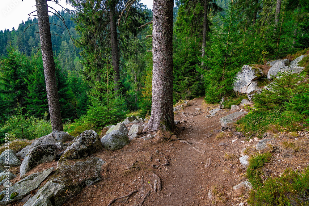 A adventurous path in the woods, France, Vosges, September 2018 A adventurous path in the woods, France, Vosges, September 2018