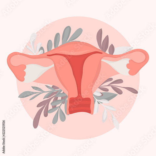 hand drawn vector illustration of female reproductive system