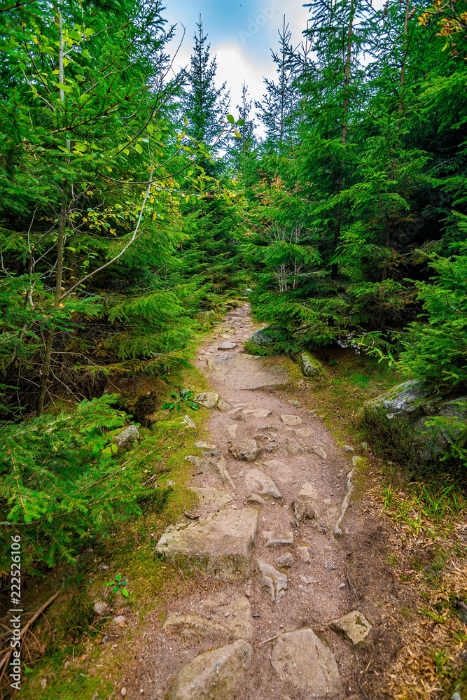 A adventurous path in the woods, France, Vosges, September 2018 A adventurous path in the woods, France, Vosges, September 2018