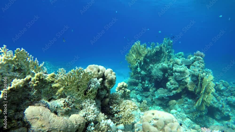 Coral reefs and tropical fish. Beautiful tropical fish and coral reef.