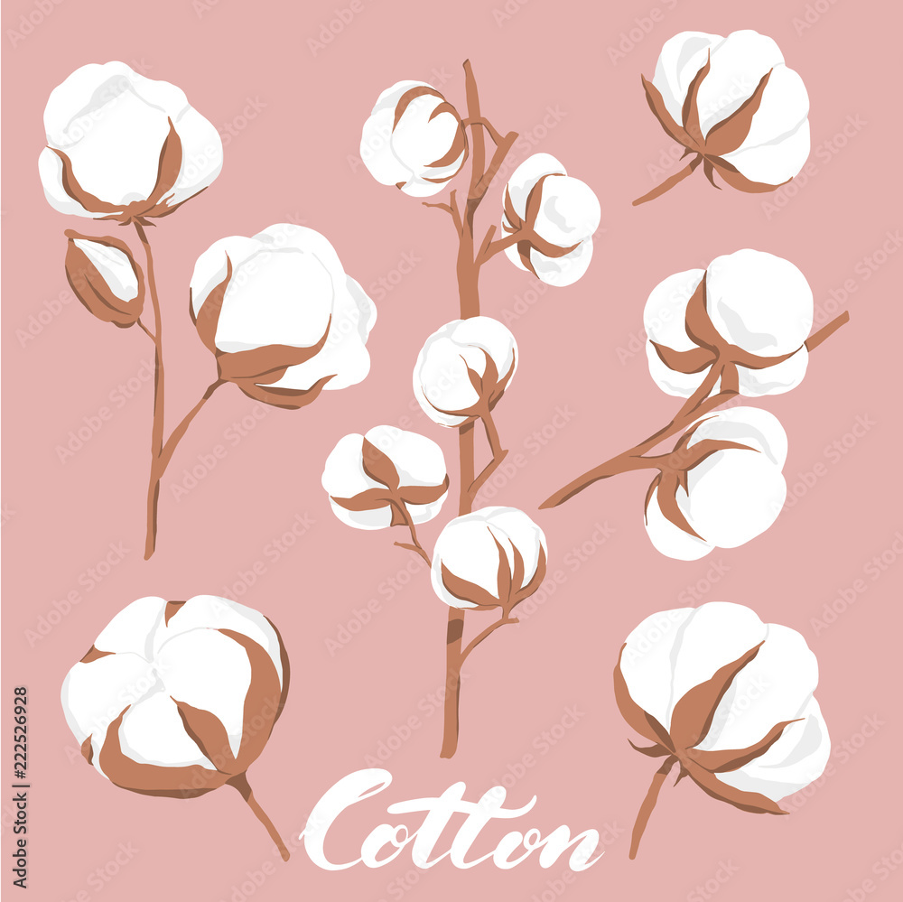vector illustration. Hand drawn cotton flowers with lettering Stock