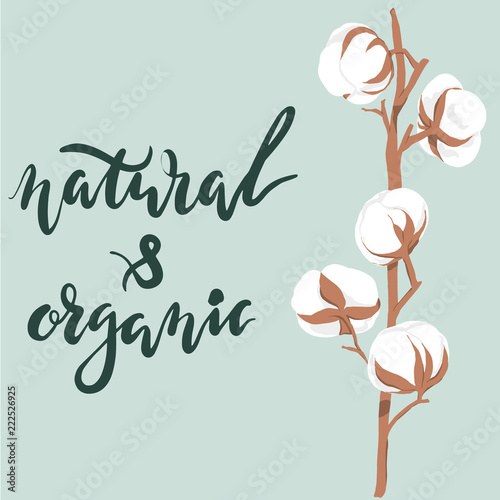 vector illustration. Hand drawn cotton flowers with lettering