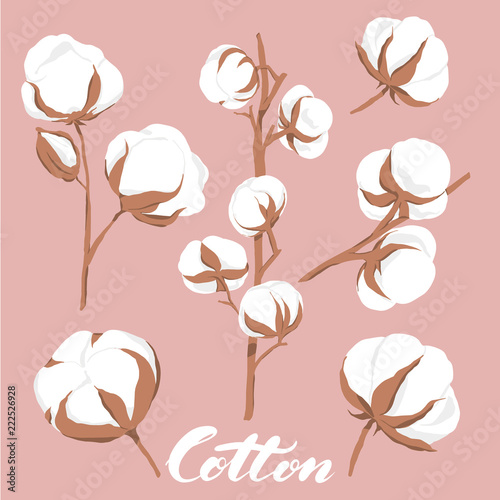 vector illustration. Hand drawn cotton flowers with lettering