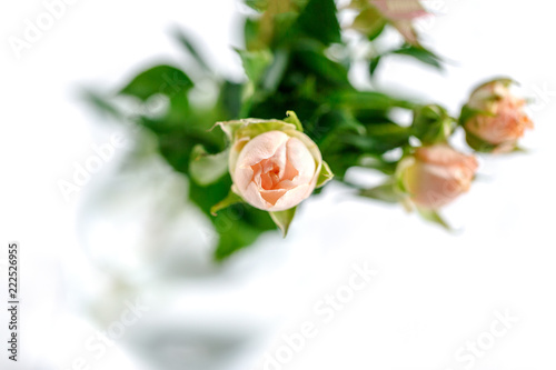 roses on white background © Vera