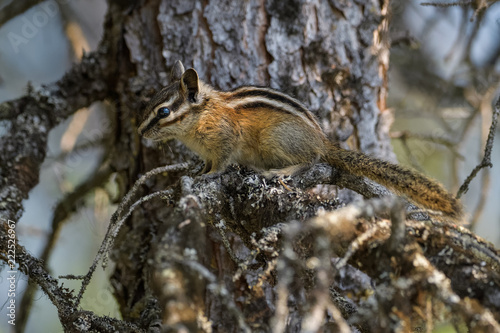 Chipmunk cleaning itself in a tree in Banff National Park © Thorsten Spoerlein