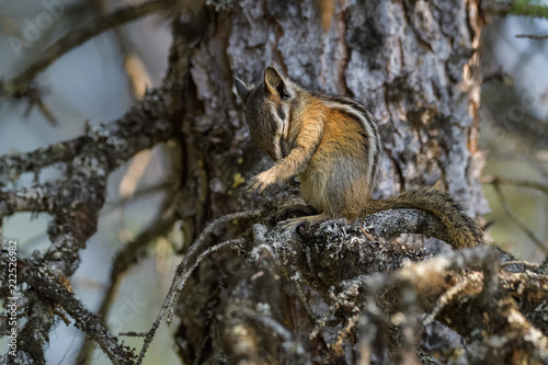 Chipmunk cleaning itself in a tree in Banff National Park © Thorsten Spoerlein