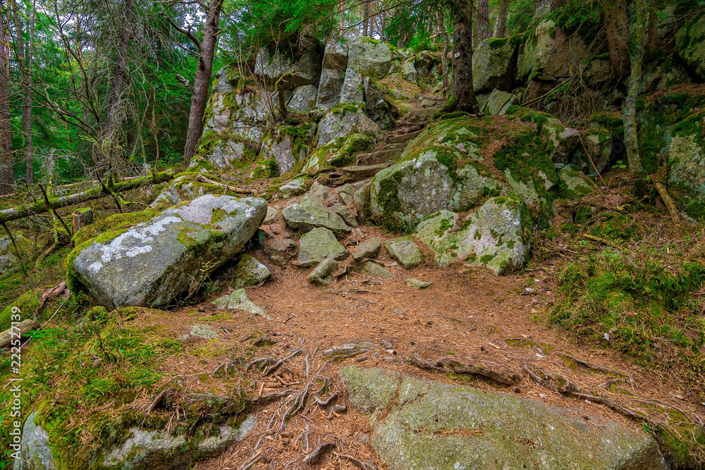 Obraz premium A adventurous path in the woods, France, Vosges, September 2018