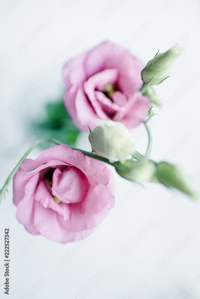 Blush pink mini garden roses on a light background