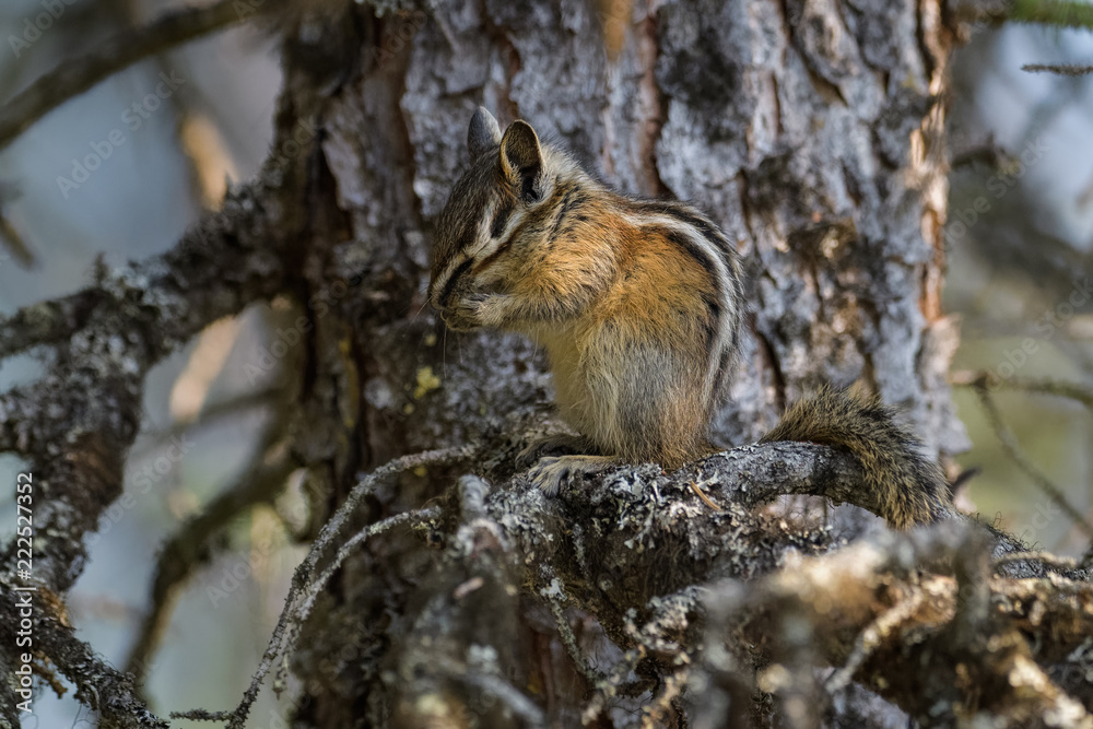 Chipmunk cleaning itself in a tree in Banff National Park
