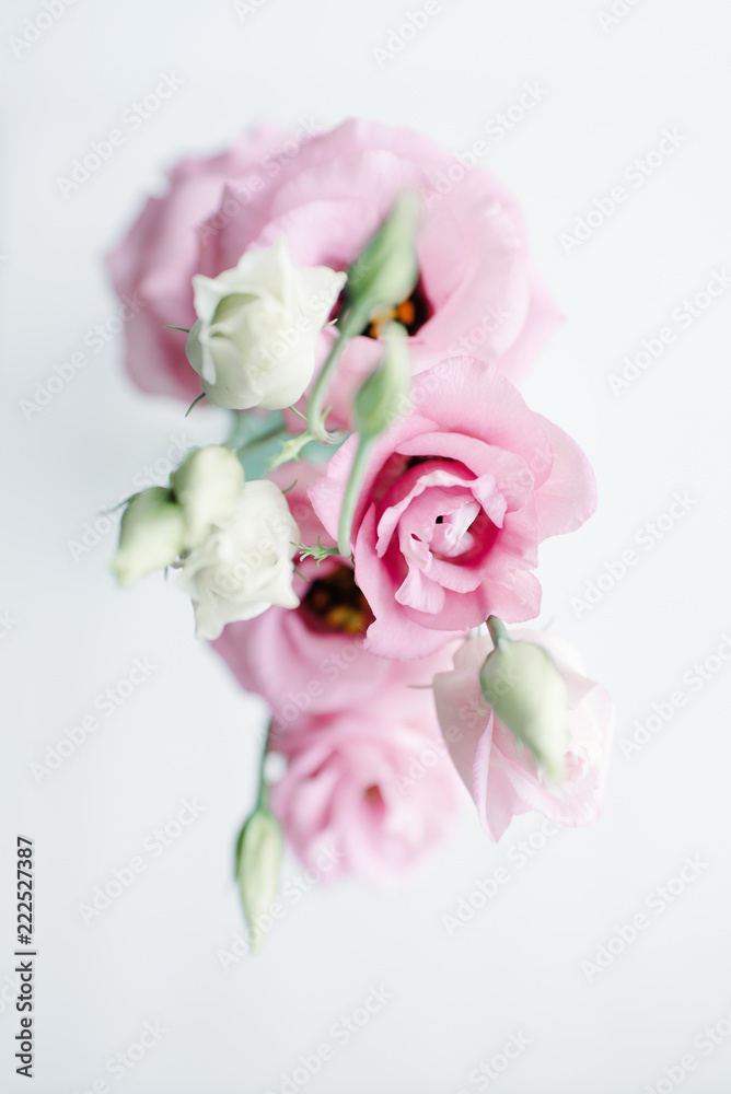 Blush pink mini garden roses on a light background