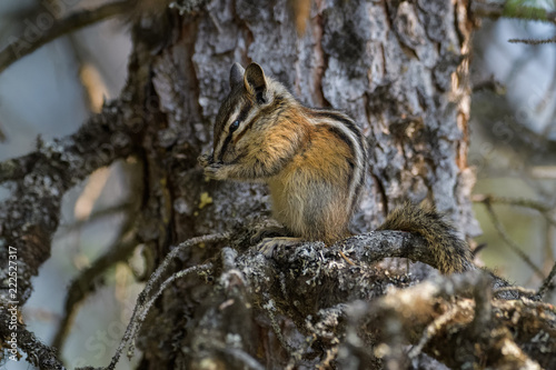 Chipmunk cleaning itself in a tree in Banff National Park