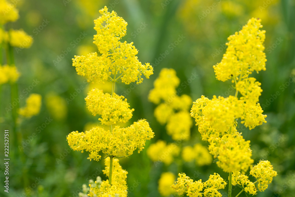 Galium verum, lady's bedstraw or yellow bedstraw flowers Galium verum, lady's bedstraw or yellow bedstraw flowers