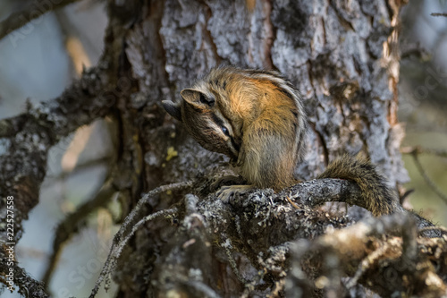 Chipmunk cleaning itself in a tree in Banff National Park