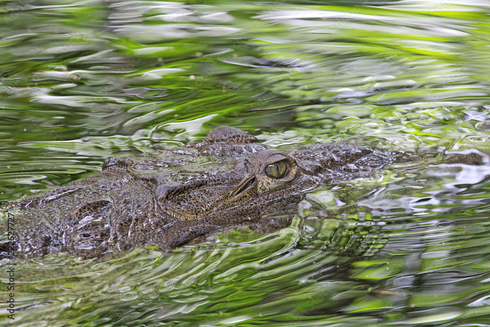 Head of American Crocodile in water , Jamaica Head of American Crocodile in water , Jamaica