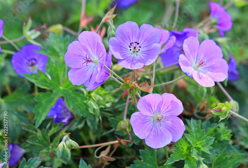 Zonal geranium photo