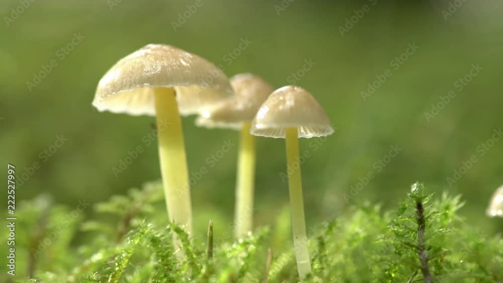 Raindrops and sun on yellow stem mushrooms growing on moss, Iceland.mov Raindrops and sun on yellow stem mushrooms growing on moss, Iceland.mov