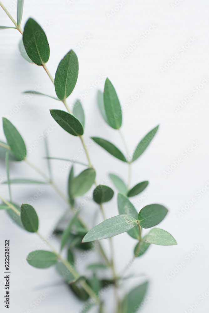 Beautiful sprig of eucalyptus on a light wooden background. Green leaves close up. Floristics, natural scenery and decoration. Botanical background. Organic products or cosmetics