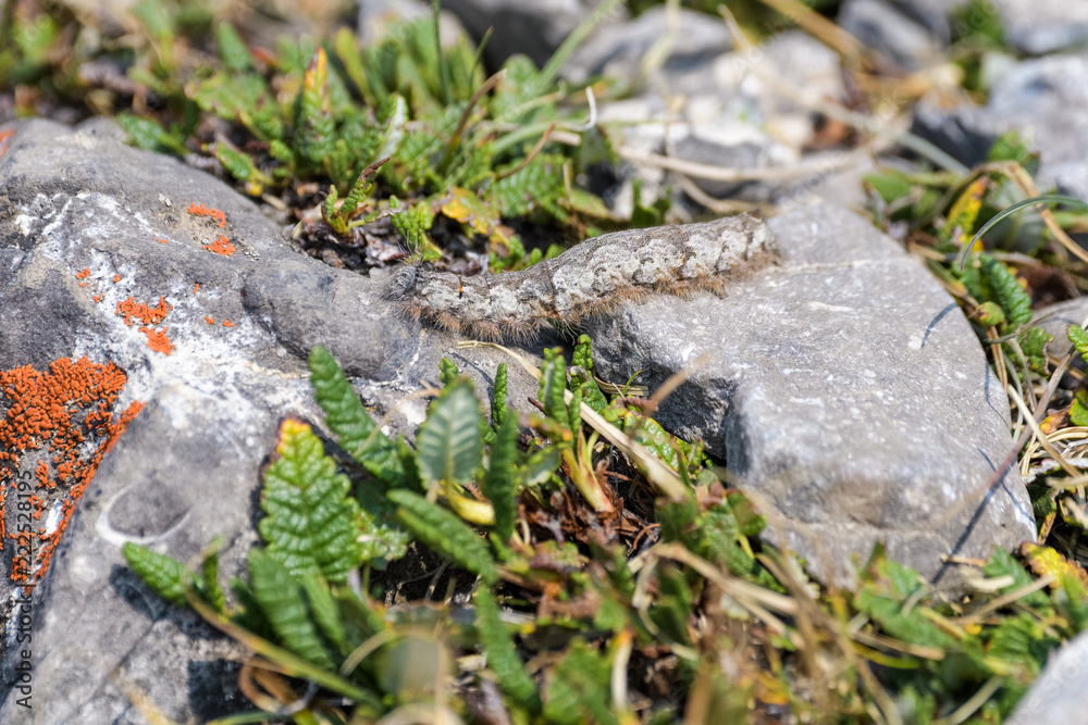 Camouflaged caterpillar on a rock in Banff National Park Camouflaged caterpillar on a rock in Banff National Park