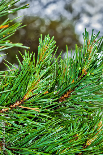 Drops on needles pine