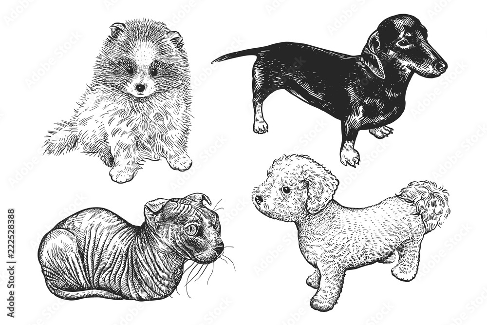 Set of cute puppies and kittens. Hand-made black and white drawing of dogs and cats