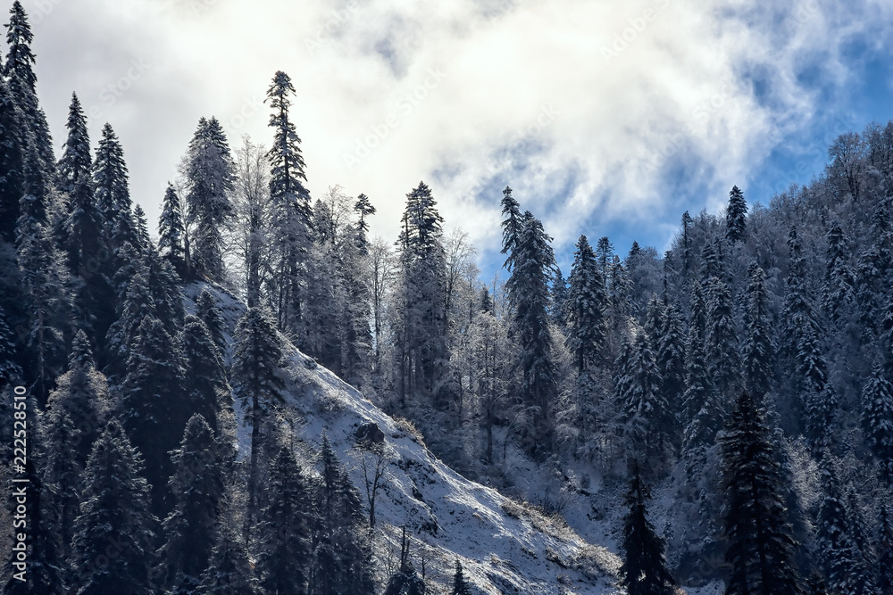 Fototapeta premium Snowy coniferous fir tree mountain forest under blue sky. Scenic sunny autumn landscape. Sochi, Russia, Caucasus mountains