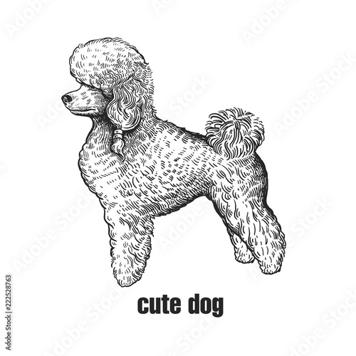 Poodle dog. Cute puppy. Black and white hand drawing