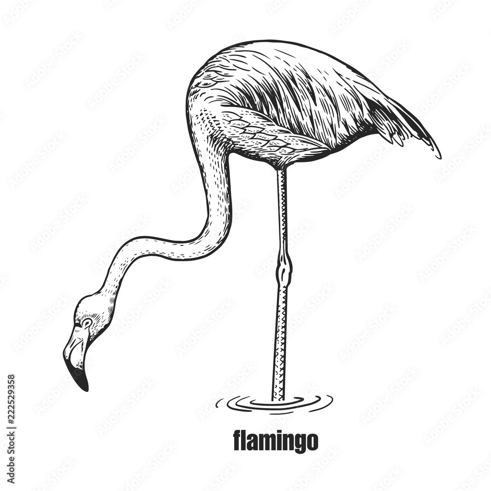 Fototapeta premium Realistyczny ptak flamingo. Grafika czarno-biała.