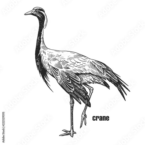 Realistic Crane bird. Black and white graphics.