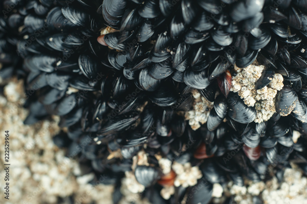 Muscles and barnacles clinging to a rock at low tide along the Pacific ... Biology Diagrams