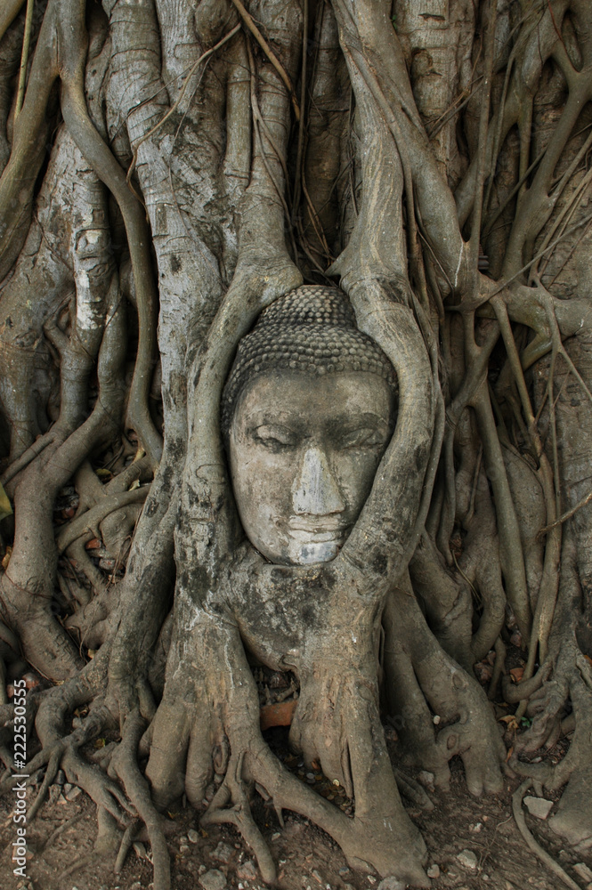 buddha head in roots