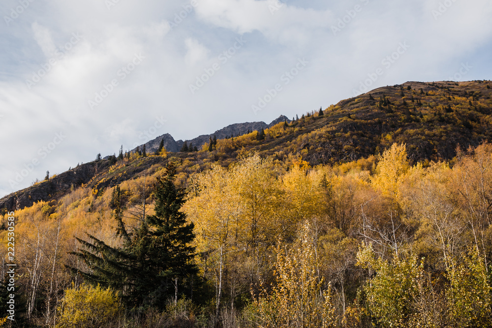 Fall colors in Alaskan landscape 